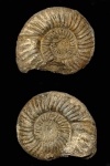 Perisphinctes orbignyi Takrkowski