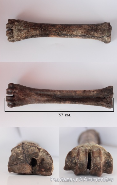 плейстоцен, Megaloceros, Megaloceros giganteus, Алтай