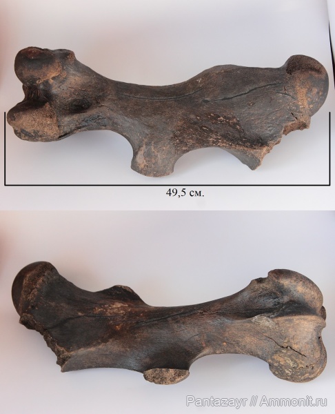 плейстоцен, Coelodonta, Coelodonta antiquitatis, Алтай