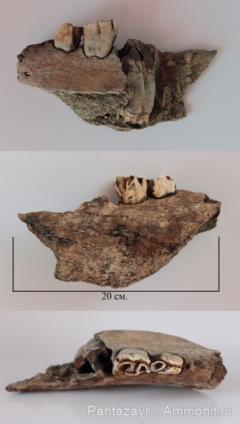 плейстоцен, Coelodonta, Coelodonta antiquitatis, Алтай