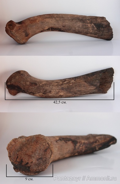 плейстоцен, Megaloceros, Megaloceros giganteus, Алтай