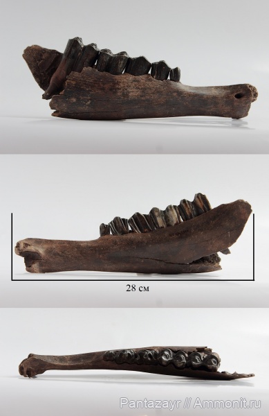 плейстоцен, Bison, Bison priscus, Алтай