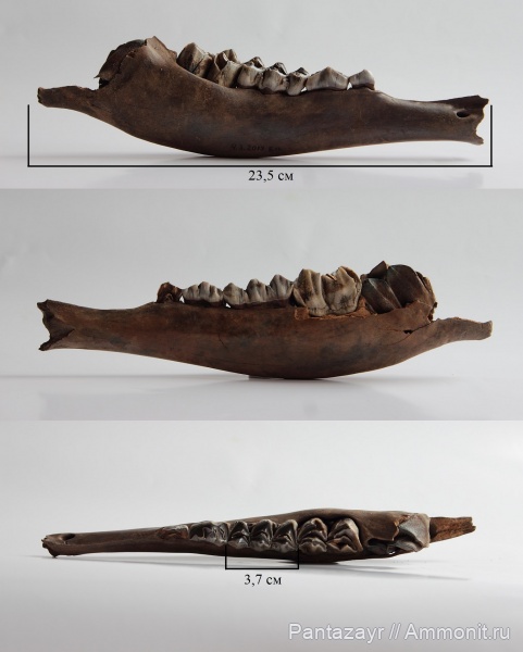 плейстоцен, Megaloceros, Megaloceros giganteus, Алтай