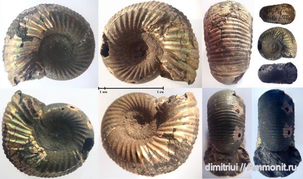 юра, Бронницы, оксфорд, Марково, верхний оксфорд, Perisphinctidae, Ammonites, Oxfordian, Upper Oxfordian