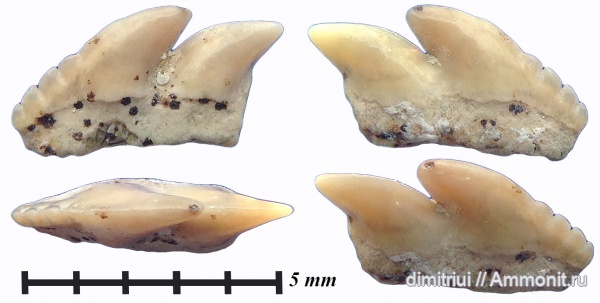 мел, акулы, сеноман, Hexanchiformes, Hexanchidae, Шацк, Малый Пролом, Cenomanian, Cretaceous, teeth, shark teeth, sharks, Gladioserratus