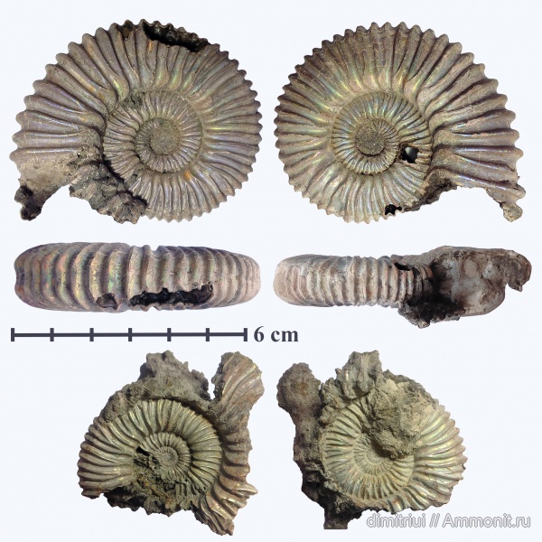 аммониты, юра, Михайлов, оксфорд, Peltoceras, Peltoceras arduennense, Ammonites, Peltoceratoides williamsoni, Oxfordian, Lower Oxfordian, Jurassic