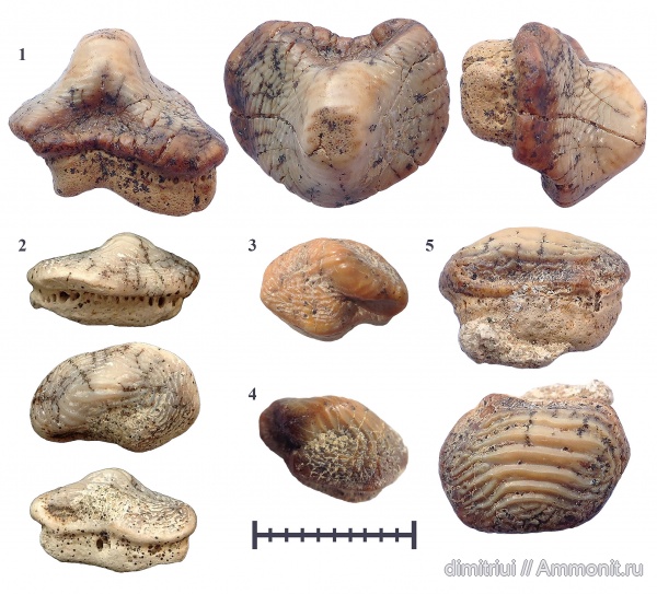 мел, сеноман, Ptychodus, Ptychodus latissimus, Ptychodus decurrens, Шацк, Малый Пролом, Cretaceous, teeth, shark teeth, ptychodus anonymus