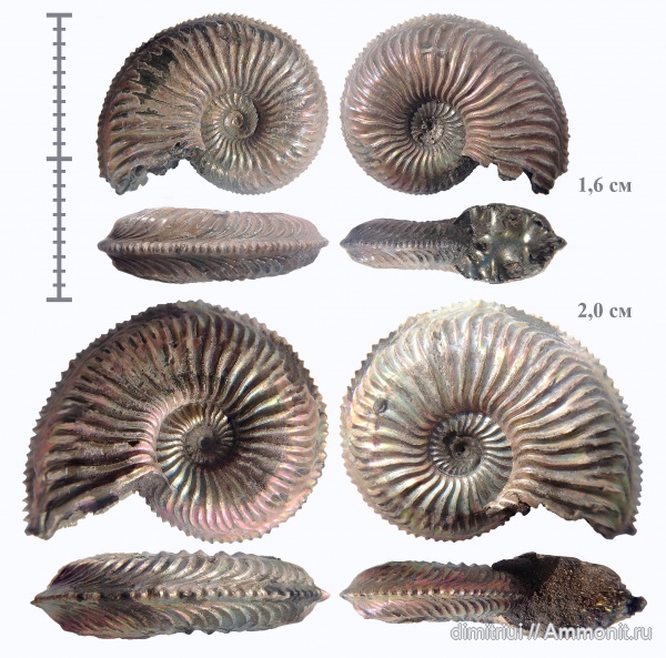 аммониты, юра, Бронницы, оксфорд, Марково, Amoeboceras, верхний оксфорд, Ammonites, Oxfordian, Upper Oxfordian