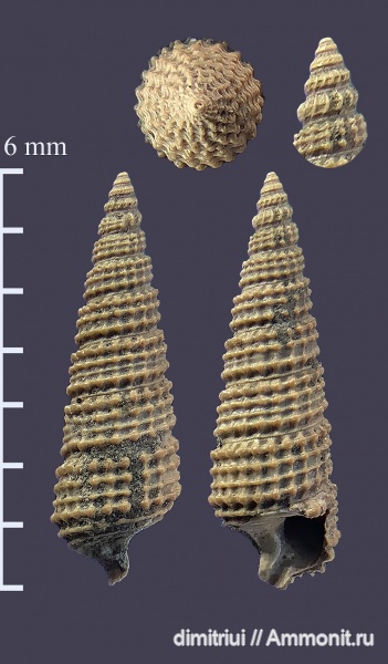 гастроподы, юра, Бронницы, оксфорд, Марково, верхний оксфорд, Cosmocerithium, Oxfordian, Upper Oxfordian, Cosmocerithium renardi