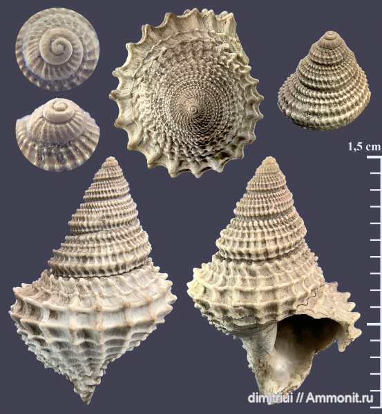 гастроподы, юра, оксфорд, Gerasimovcyclus lahuseni, Gerasimovcyclus, Oxfordian, Jurassic, Тимонино