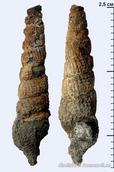 гастроподы, юра, оксфорд, Cryptaulax mutabilis, Oxfordian, Jurassic, Тимонино, Tyrnoviella