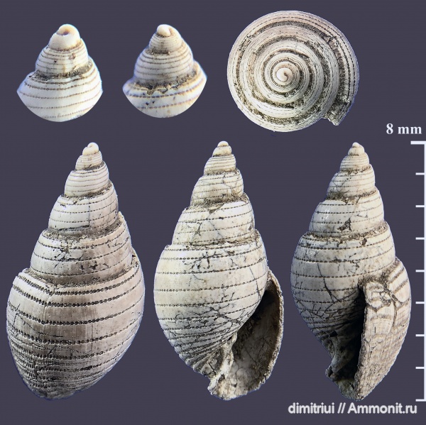 гастроподы, юра, оксфорд, Tornatellaea, Tornatellaea frearsiana, Oxfordian, Jurassic, Тимонино