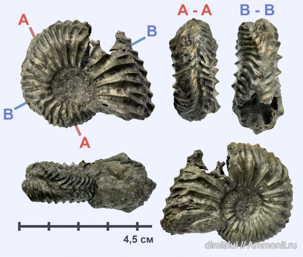 аммониты, юра, Cardioceras, оксфорд, прижизненные повреждения, Ammonites, ammonoid sublethal injuries, Oxfordian