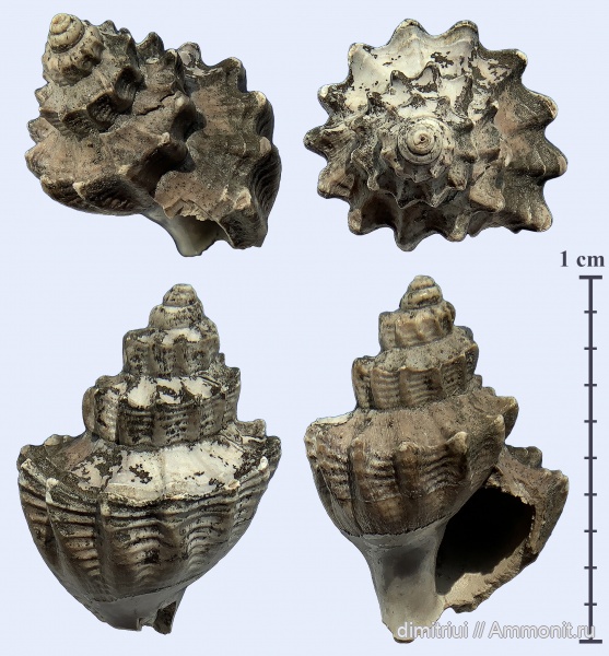 гастроподы, юра, оксфорд, Khetella, Oxfordian, Jurassic, Khetella formosiformis