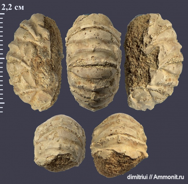 мел, сеноман, Варавино, Polyplacophora, хитоны, Cenomanian, Cretaceous, Chiton, Chitonidae