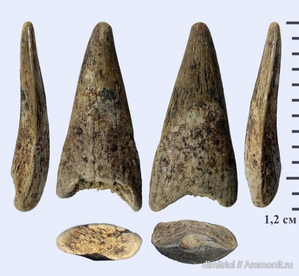 мел, птерозавры, сеноман, Варавино, Ornithocheiridae, Pterosauria