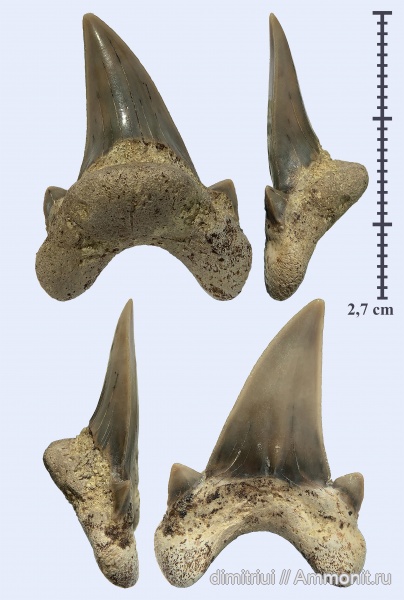 мел, акулы, сеноман, Dwardius, Cenomanian, Cretaceous, teeth, shark teeth, sharks