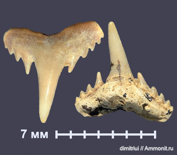 мел, акулы, сеноман, Synechodus, Шацк, Малый Пролом, Cretaceous, teeth, shark teeth