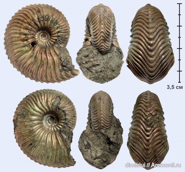 аммониты, юра, Goliathiceras, оксфорд, Ammonites, Oxfordian