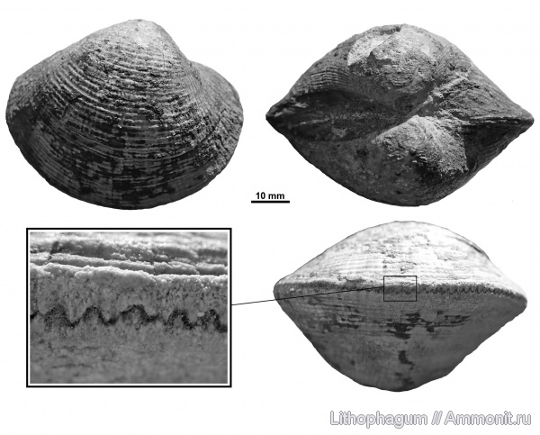 Крым, верхняя юра, bivalvia, оксфордский ярус, mollusca, Fimbria, Fimbriidae, Fimbria taurica, зона Gregoriceras  transversarium