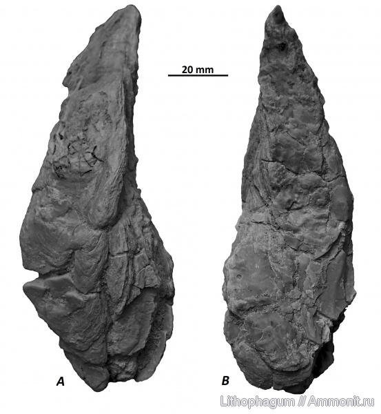 неоген, миоцен, кайнозой, Крым, устрицы, Ostreidae, bivalvia, Севастополь, Crassostrea gryphoides, Crassostrea