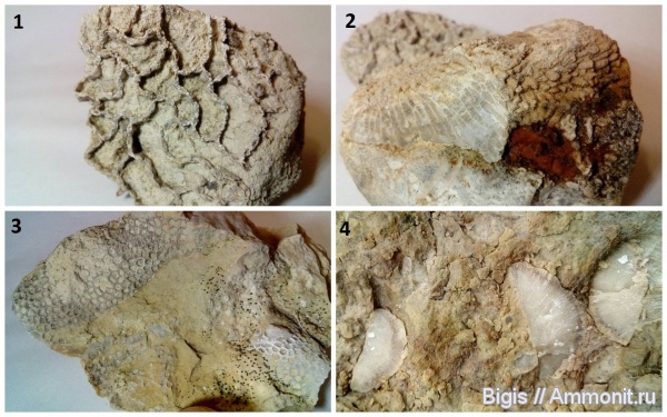 силур, мшанки, кораллы, кишечнополостные, Tabulata, Favosites, Halysites, цепочечные кораллы