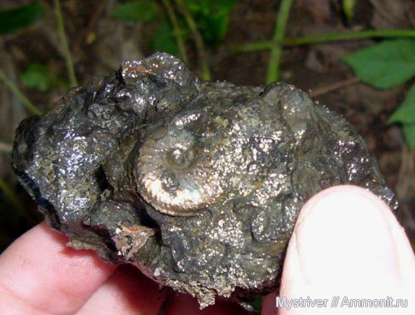 аммониты, Amoeboceras, Ammonites