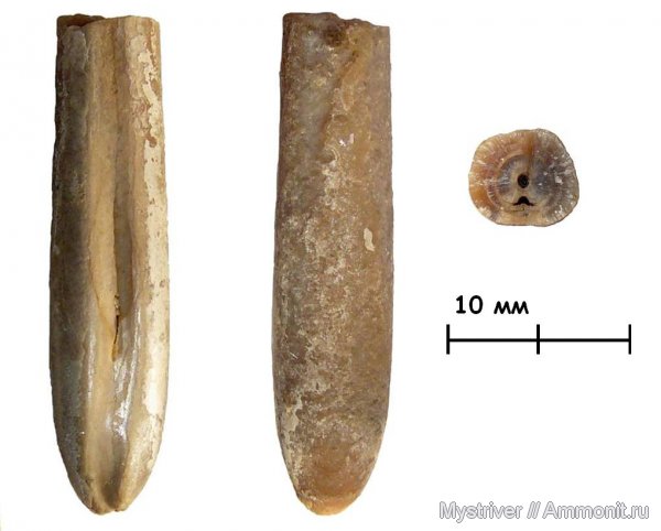 Cylindroteuthis, Мневники, прижизненные повреждения, зона Virgatites virgatus