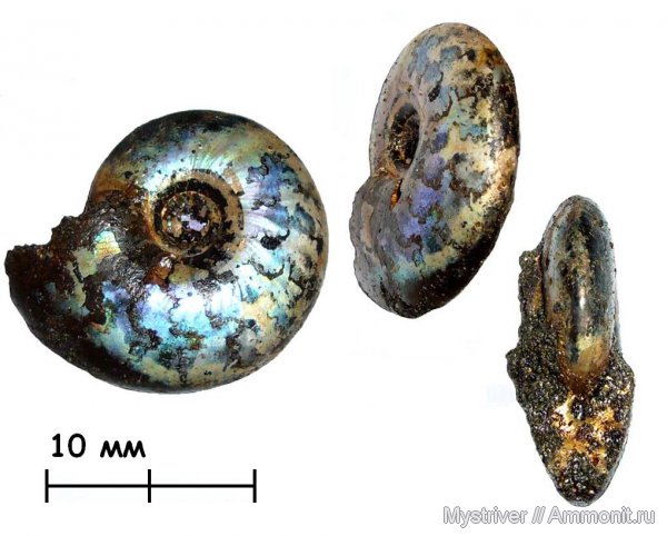 аммониты, Kachpurites, Филевский парк, Kachpurites subfulgens, Ammonites, зона Kachpurites fulgens, Volgian