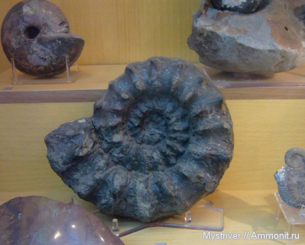 аммониты, Peltoceras, Peltoceras athleta, Ammonites, Peltoceratinae, Aspidoceratidae, ГГМ РАН