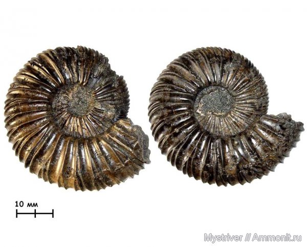 аммониты, Virgatites, Еганово, ?, Ammonites, зона Virgatites virgatus, Virgatites sosia, РГОК