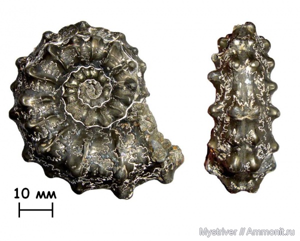 аммониты, юра, Михайлов, Kosmoceras, келловей, ?, Kosmoceras pollux, Ammonites, Callovian, Jurassic, Middle Jurassic