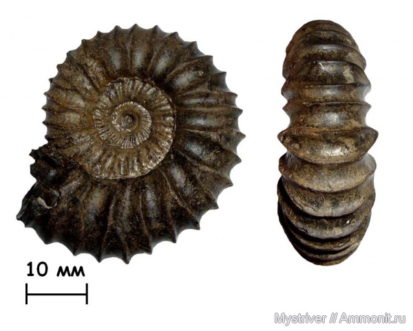 Коломенское, Pavlovia, Pavlovia pavlovi, зона Dorsoplanites panderi, волжский век, Dorsoplanitidae, Volgian