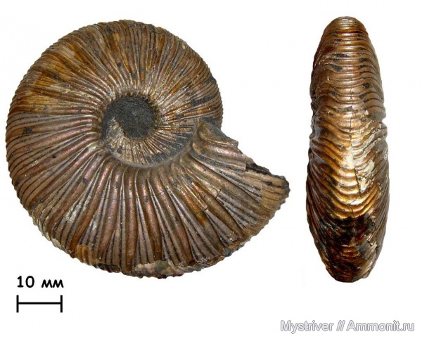 аммониты, Virgatites, Virgatites virgatus, волжский век, Ammonites, зона Virgatites virgatus, МДЭБЦ, МГСЮН, Volgian