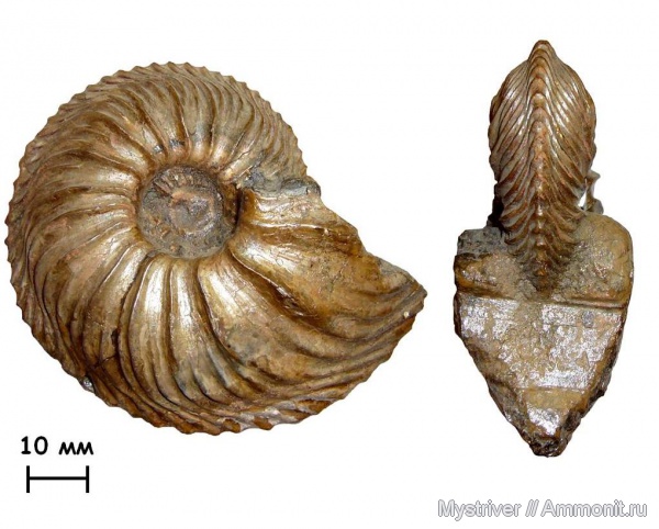 аммониты, Cardioceras, оксфорд, Никитино, Ammonites, МДЭБЦ, МГСЮН, Oxfordian