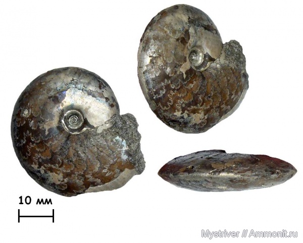 аммониты, Garniericeras, Еганово, Garniericeras catenulatum, Ammonites, лопастные линии, зона Craspedites subditus, РГОК