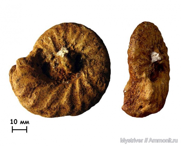 аммониты, мел, сеноман, Schloenbachia, Ammonites, Никольское, Schloenbachia varians, Cenomanian, Cretaceous