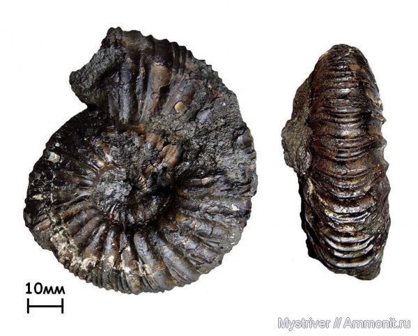 аммониты, р. Шмелевка, Zaraiskites, зона Dorsoplanites panderi, волжский век, Ammonites, Zaraiskites pilicensis, Virgatitidae, Volgian