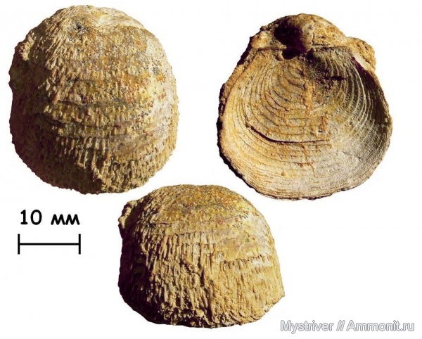 брахиоподы, карбон, Гжель, гжельский ярус, Productida, Echinaria, Echinaria neopunctata, Echinoconchidae