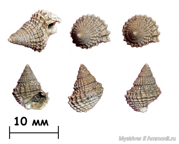 гастроподы, юра, Пески, оксфорд, Gerasimovcyclus lahuseni, Gerasimovcyclus, Oxfordian, Jurassic