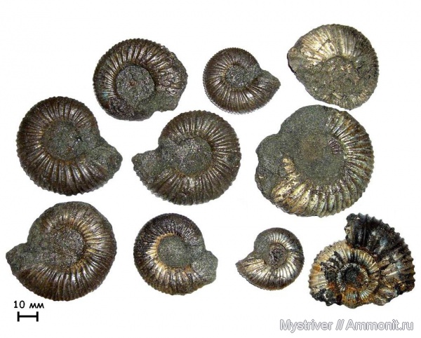 аммониты, юра, Еганово, Epivirgatites, Lomonossovella lomonossovi, Epivirgatites bipliciformis, зона Epivirgatites nikitini, Ammonites, Раменский ГОК, Dorsoplanitidae, Jurassic