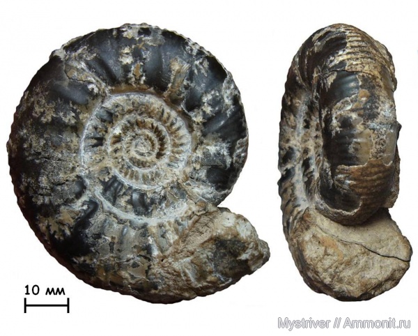 аммониты, юра, Михайлов, келловей, Choffatia, Choffatia trina, Ammonites, Callovian, Jurassic, Middle Jurassic