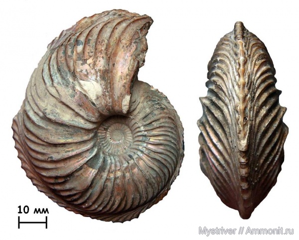 аммониты, юра, Михайлов, Cardioceras, оксфорд, Cardioceratidae, Ammonites, Oxfordian, Jurassic