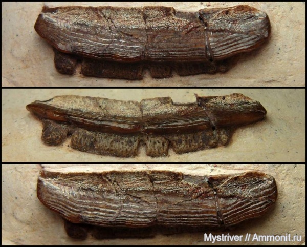 карбон, Цемгигант, рыбы, брадиодонты, Polyrhizodus, Polyrhizodus concavus, Polyrhizodus longus, fish