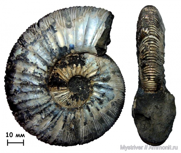 аммониты, Москва, Virgatites, Virgatites gerassimovi, Ammonites, зона Virgatites virgatus, Virgatitidae