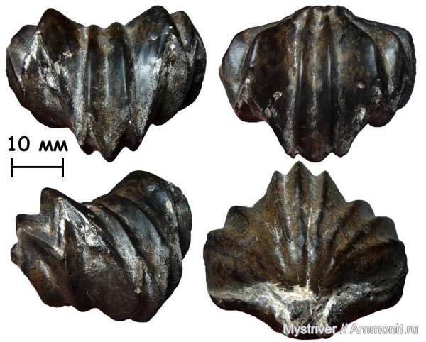 брахиоподы, юра, Москва, волжский ярус, Russirhynchia, зона Virgatites virgatus, Russirhynchia fischeri, Volgian, Jurassic