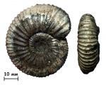 Аммонит  Taimyrosphinctes sp.