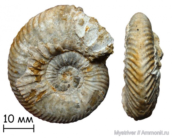 аммониты, юра, Михайлов, келловей, Quenstedtoceras, Ammonites, Quenstedtoceras macer, Callovian, Jurassic, Middle Jurassic