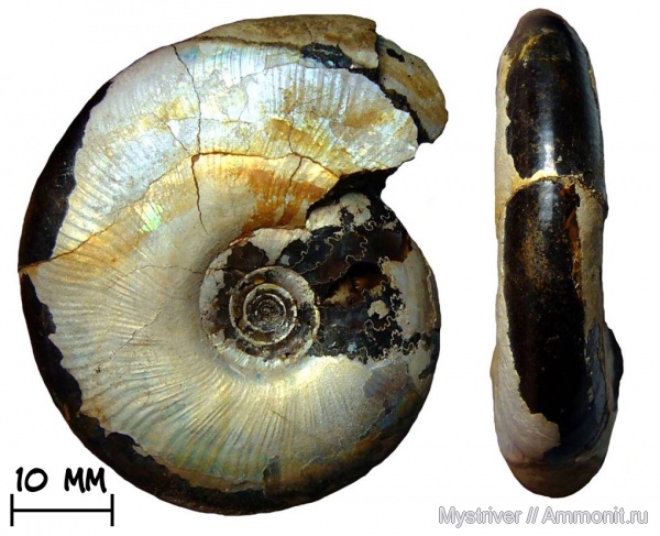 аммониты, юра, Kachpurites, волжский ярус, р. Черемуха, Kachpurites subfulgens, Ammonites, Volgian, Jurassic