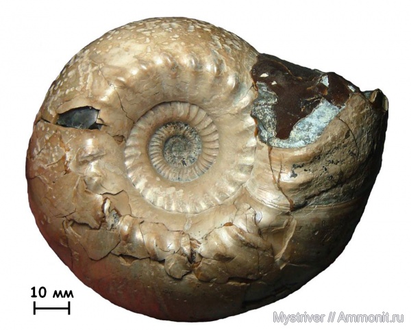 аммониты, юра, келловей, Cadoceras, Cadoceras elatmae, Ammonites, Callovian, Jurassic, Middle Jurassic